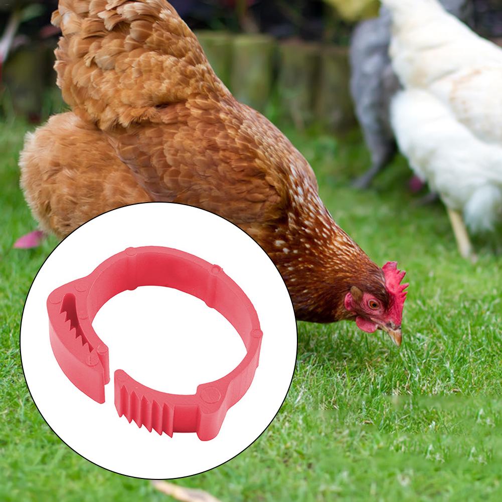 100PCS Chicken Leg Ring Adjustable Size Poultry Leg Buckle Digital Label For Chicken Duck Pigeon Poultry Farming Distinction