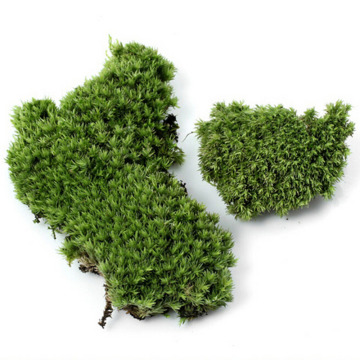 1Pc DIY Home Garden Wedding Decoration Craft Accessories Moss Plant Long Plush Stone Artificial Miniature Micro Landscaping