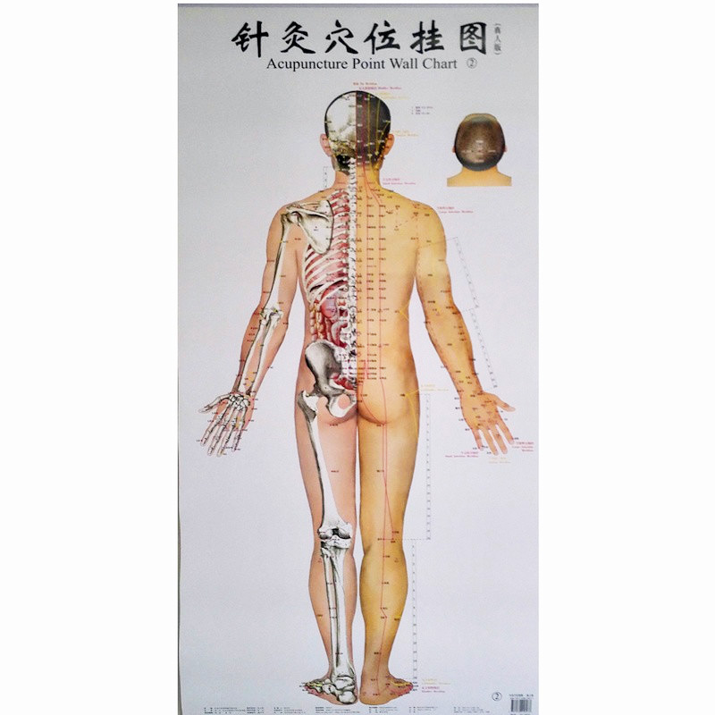 Bilingual Acupuncture Point Wall Charts A Set (Front Side Back) Real Person Chinese and English for Self Care