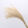 Large reed