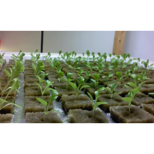Indoor Hydroponic Vegetable Grow Seedling Rockwool Cubes Manufacturers and Indoor Hydroponic Vegetable Grow Seedling Rockwool Cubes Suppliers