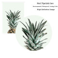 Tropical Wall Art Canvas Painting Pineapple Posters and Prints Green Door Bon Appetite Pictures for Living Room Kitchen Decor