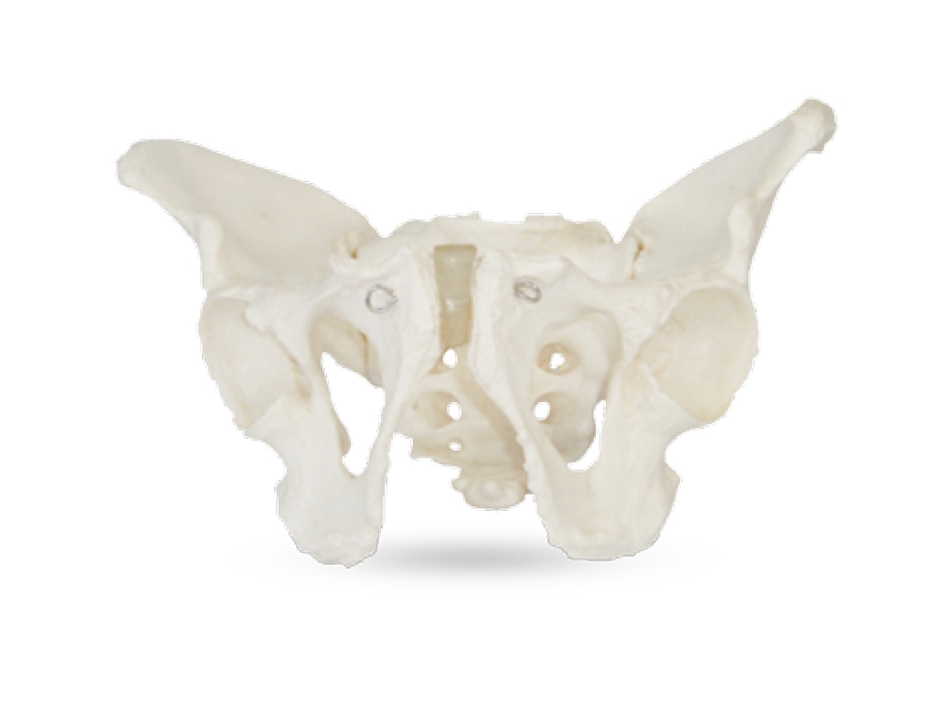 Adult Male Pelvis