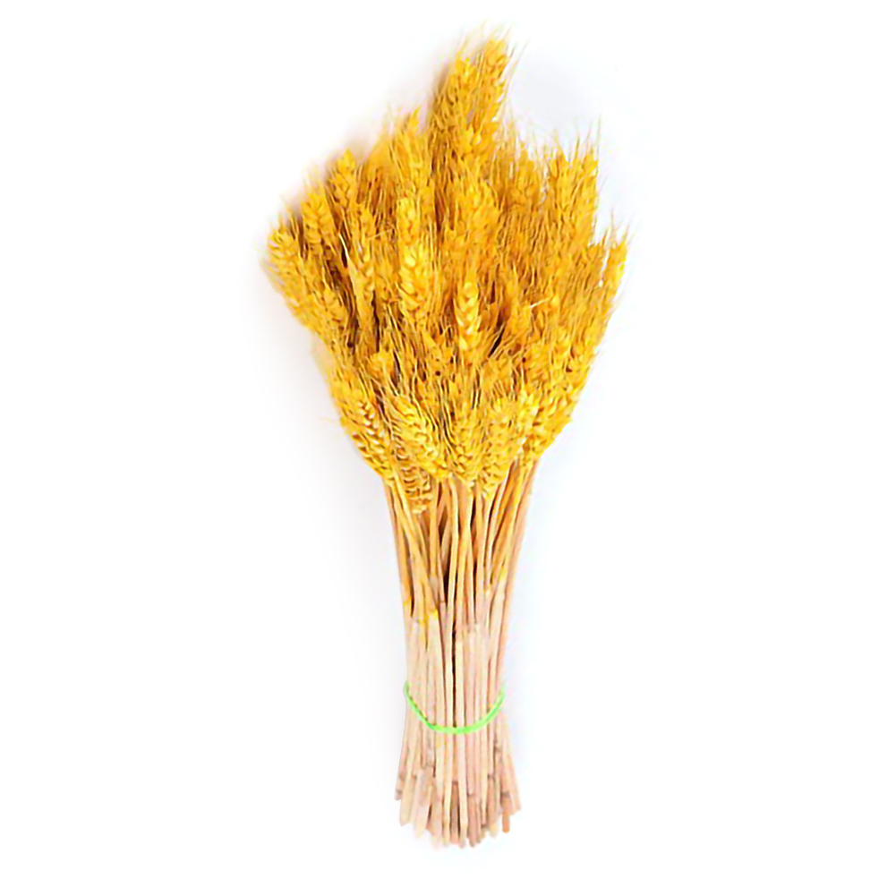 100Pcs Wheat Ear Flower Natural Dried Flowers for Wedding Party Decoration DIY Craft Scrapbook Home Decor Wheat Bouquet JP02