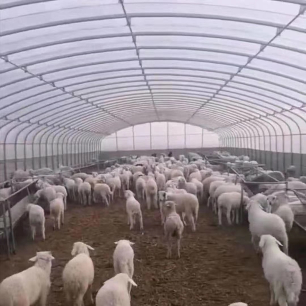 Single Greenhouse For Poultry Breeding