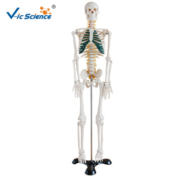 85cm Medical Science Teaching Human Plastic Skeleton Model with Spinal Nerves for Students