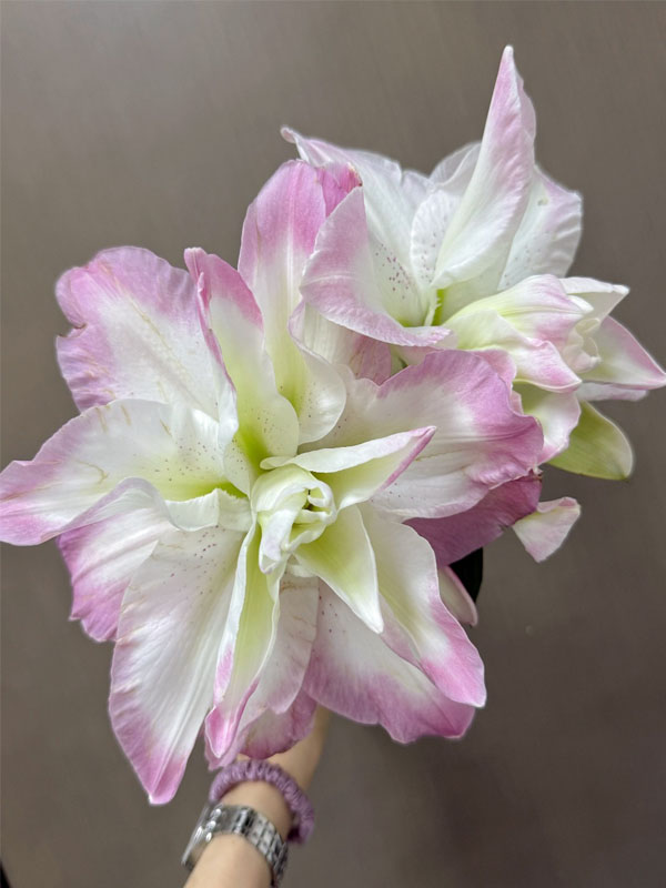 Lucky Angel Double Oriental Lily5