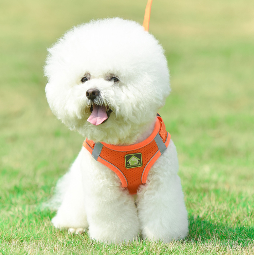 Dog Harness And Leash Set Petsmart