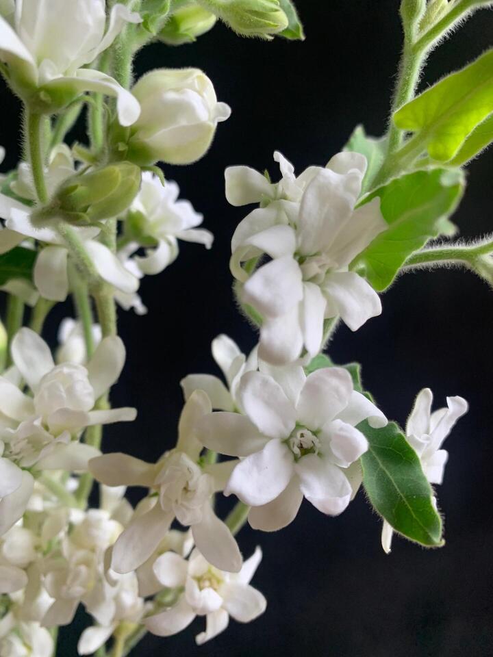 White Star Flower
