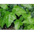 Chinese Ivy Stem Extract With Hederacoside C>10%