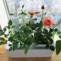 Vegetable Garden Concrete Flower Pot Molds for Sale