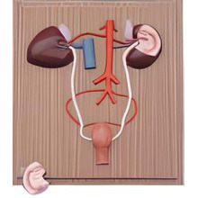 Horse kidneys and urinary system
