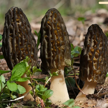 Quality Dried Morels Catering