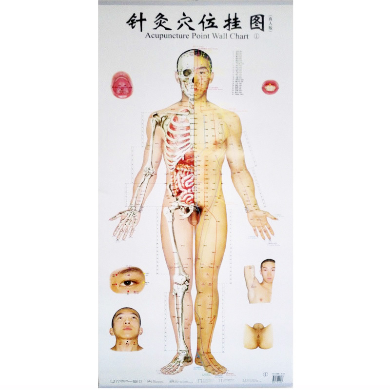 Bilingual Acupuncture Point Wall Charts A Set (Front Side Back) Real Person Chinese and English for Self Care