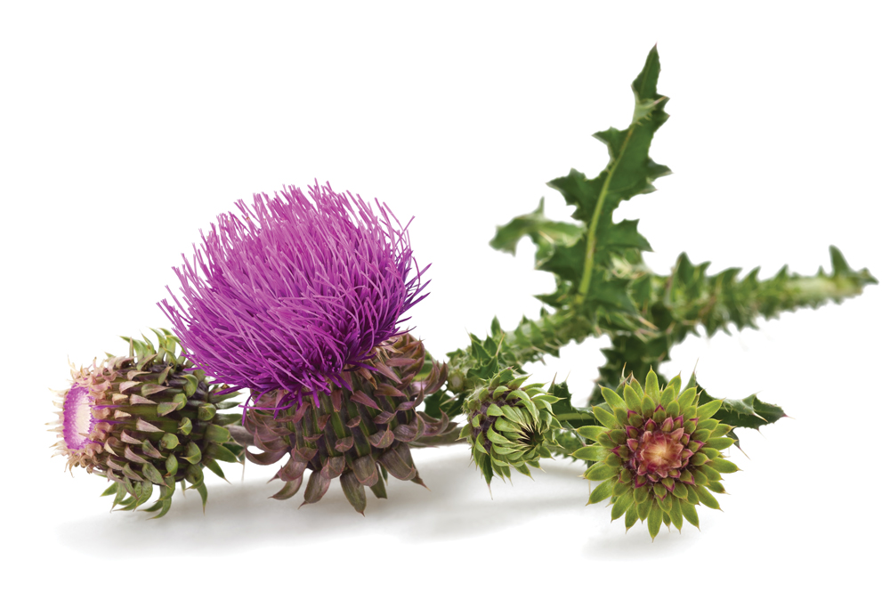 Milk Thistle Extract (2)
