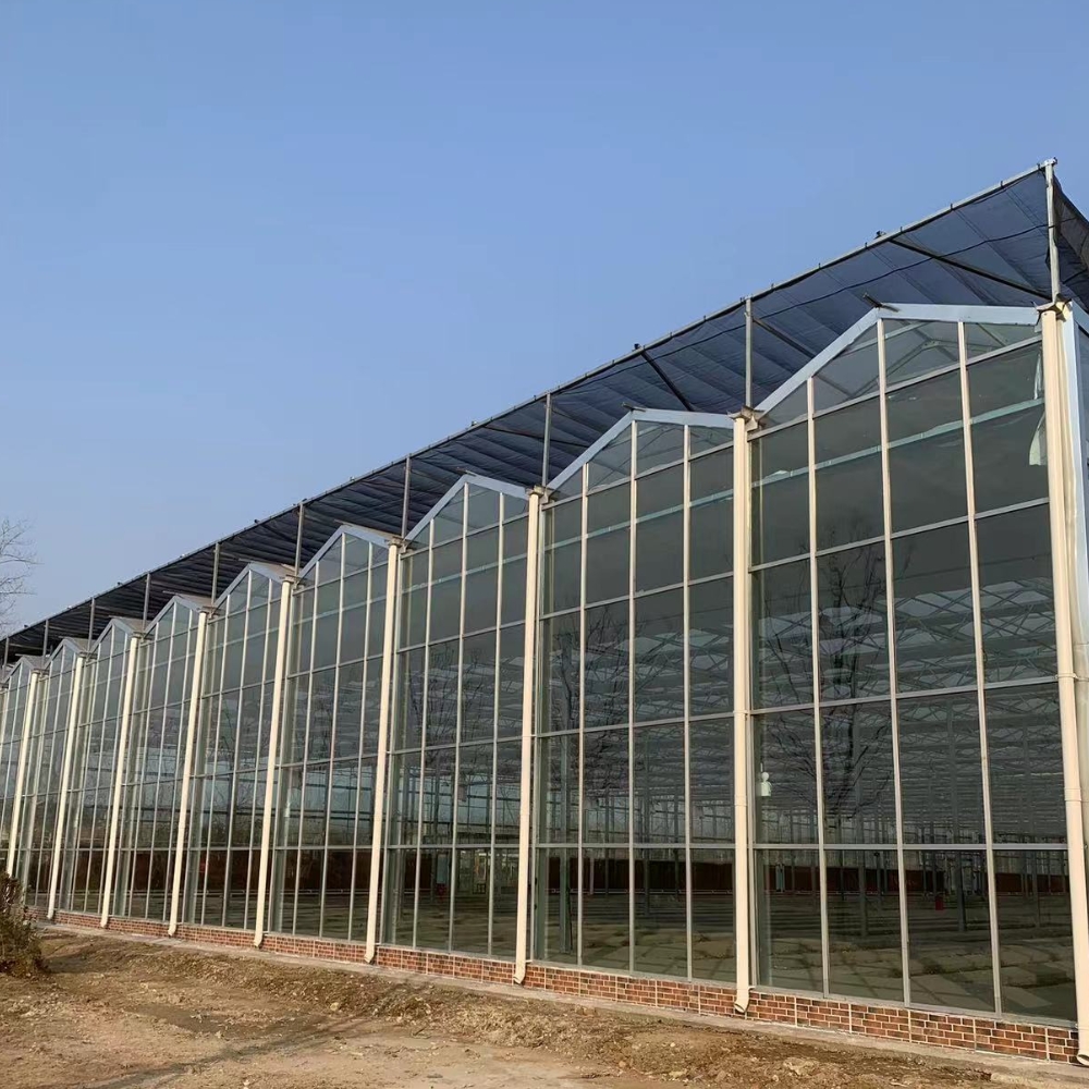 Glass Multi-span Greenhouse