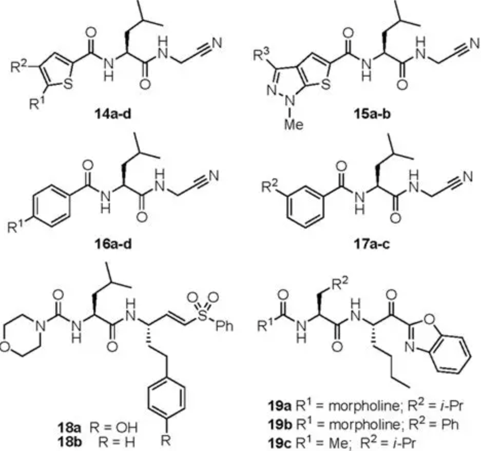 Compound Protease for Protein Hydrolysis
