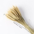 50pcs/100pcs Wheat Autumn Decoration Pampas Grass Craft Flowers Dried Flowers for Wedding Decoration Wheat