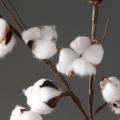 White 7 Head Cotton Cheap Home Decoration Kapok Dried Flower Bouquet Pampas Grass