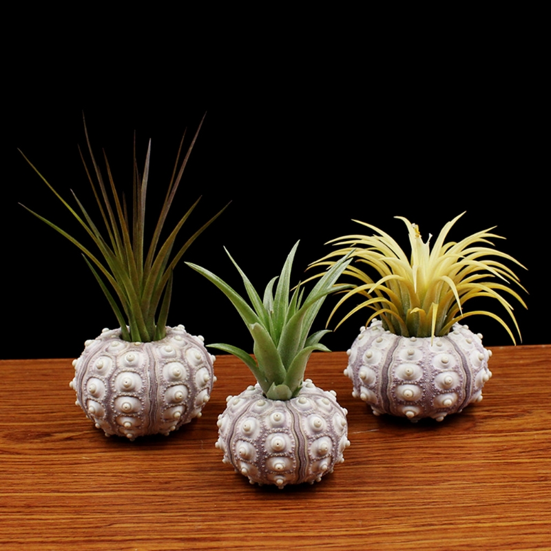 Air Plants Sea Urchin Tabletop Tillandsia Holder Miniature Gardening Decorations