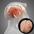 Disassembled Anatomical Human Brain Model Anatomy Medical Teaching Tool