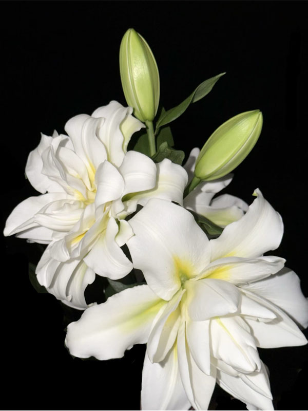 Blizzard Oriental lily