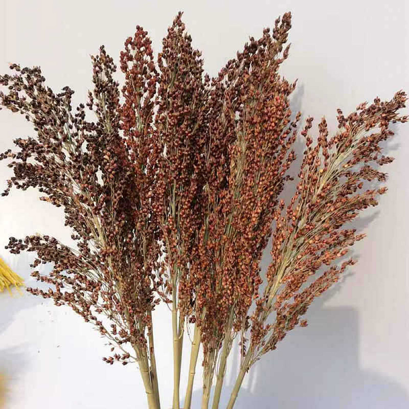 Natural Dried Plant Sorghum Spike Ornaments DIY Home Wedding Decor Flower Bunch Supplies