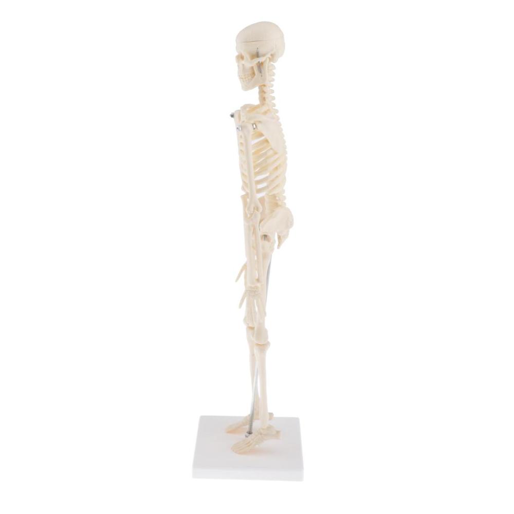 Human Anatomical Anatomy Skeleton Decoration Model Skeletal Bone Medical Learn Aid,Art Sketch, Doll ,Chiren Toys