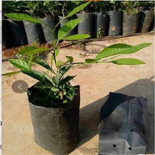 Vegetables Growing Bags Planter Black Plastic Bag Manufacturers and Vegetables Growing Bags Planter Black Plastic Bag Suppliers