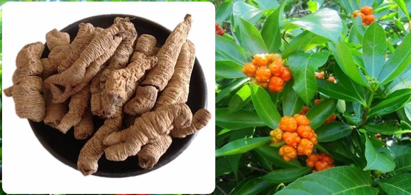 Morinda officinalis Extract (0022)