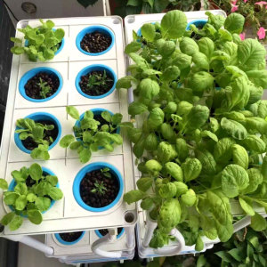 Skyplant Home And Office Hydroponic Plant Grow