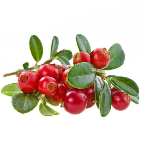 Beverage Ingredient Cranberry Extract Powder Anthocyanidins for Sale, Offer Beverage Ingredient Cranberry Extract Powder Anthocyanidins