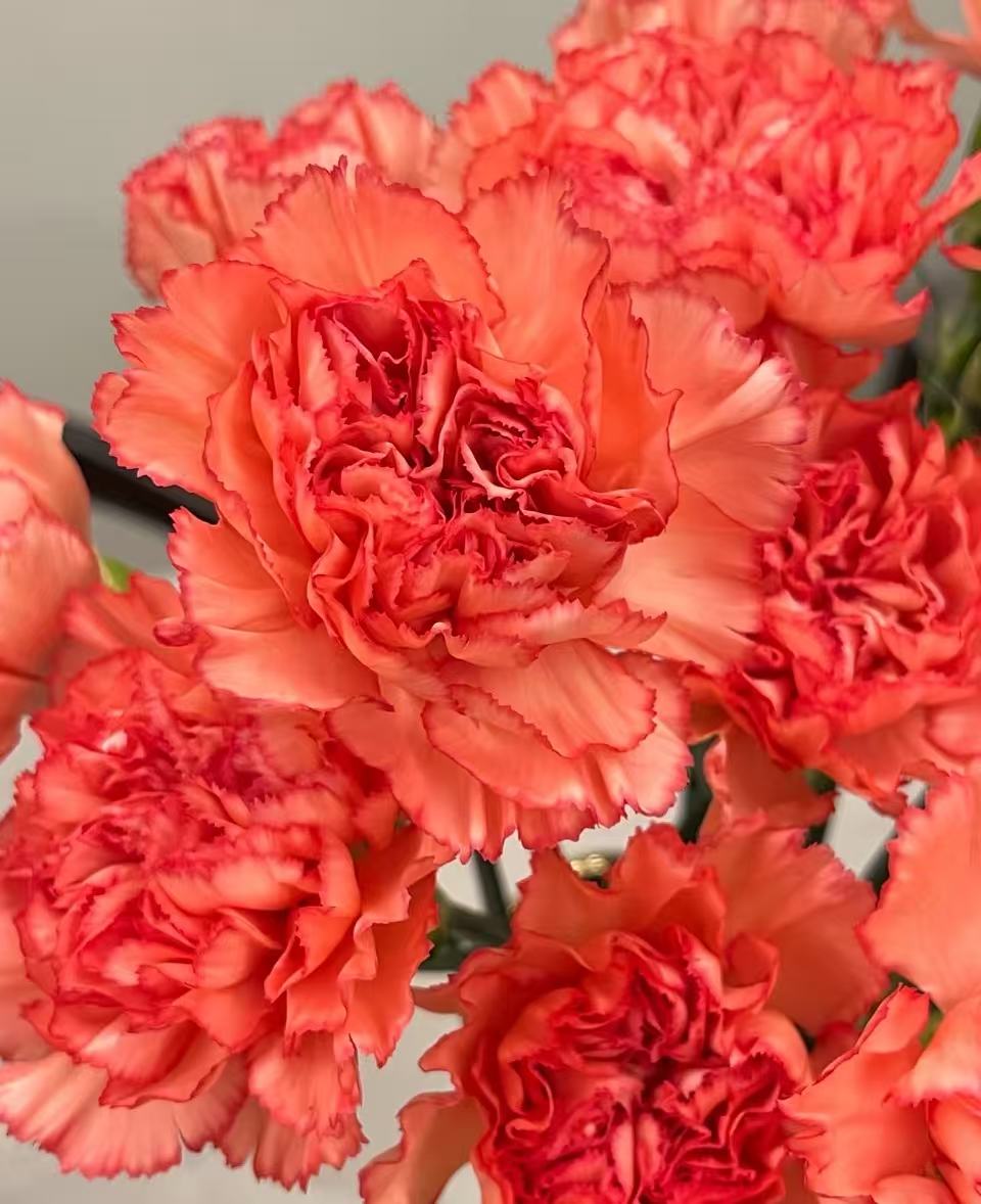 Single-headed Carnation flame7 Single-headed Carnation flame7