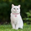 Cat Footprints Collar Man Made Diamond Inlay Dog Necklace Pet Collar Mixed Color Elastic pet Jewelry Collar