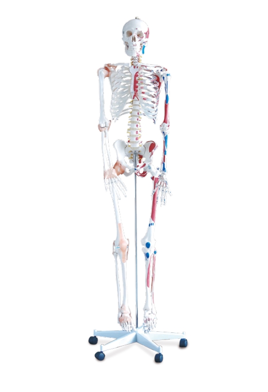 Human Skeleton with Colored Muscular
