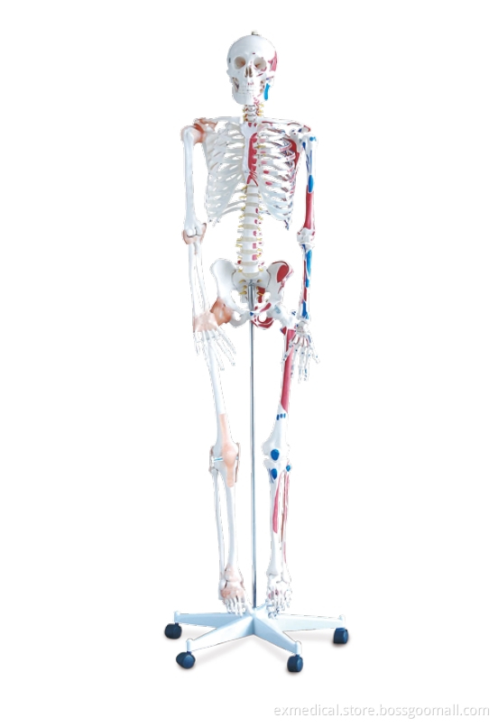 Human Skeleton with Colored Muscular