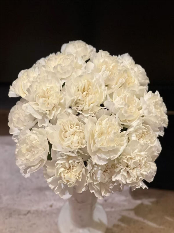 Polar rout single carnation2