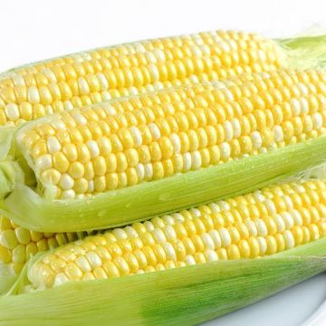 Premium Fresh Sweet Corn from Yunnan