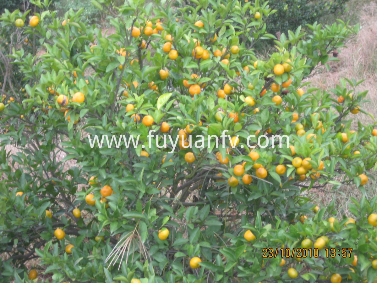 juicy sweet baby mandarin juicy sweet baby mandarin