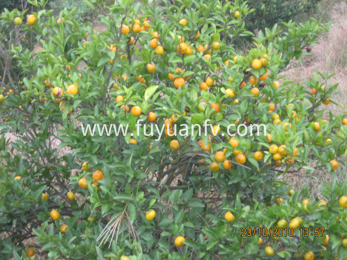 juicy sweet baby mandarin 