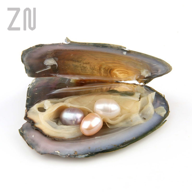 Individually Wrapped Oysters with Large Pearl Natural Freshwater Pearl Gifts Mussels of Different Quantities of Pearls