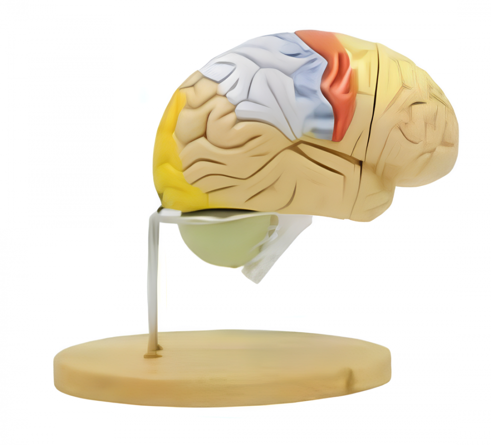 Human Brain Anatomy Model