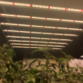 Greenhouse 600w Full Spectrum Led Grow Light Bar