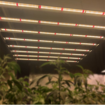 Greenhouse 600w Full Spectrum Led Grow Light Bar