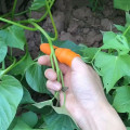 Silicone Thumb Knife Finger Protector Vegetable Harvesting Knife Plain Blade Scissors Cutting Rings Garden Gloves