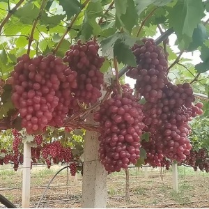 Xiangfei Princess Juicy Grapes