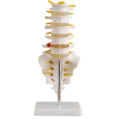 Natural large lumbar spine with coccygeal model