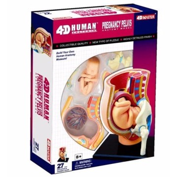 4D master mannequin fetal and maternal pregnancy plastic 27pcs assembled set educational toys 18.5*5.5*24cm free shipping