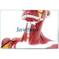 Human Anatomica Muscles Of Head And Neck Anatomy Medical Model Facial Plastic