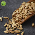 Dry Herb of Raw Mai Ya / Barley Sprout, Malt, Fructus Germin